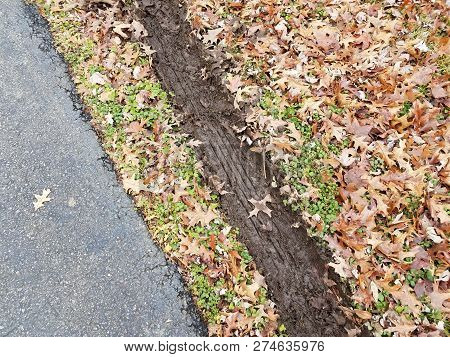 Muddy Tire Track In Fallen Leaves With Black Asphalt