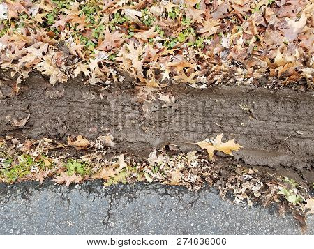 Muddy Tire Track In Fallen Leaves With Black Asphalt