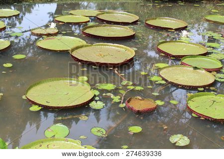 Tenom, Sabah - July 2018 :beautiful Lotus Flowers On The Lake