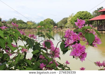Tenom, Sabah-july 2018 : Pink Bougainvillea
 Flowers In The Garden