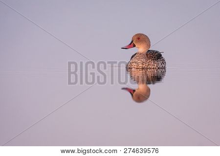 Portrait Of A Single Cape Teal On Smooth Water Surface With Beautiful Reflection.