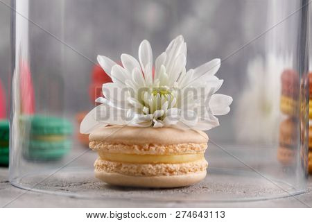Delicate Macarons With Chrysanthemum Flower Under A Glass Dome.