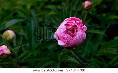 Tree-like Peony, Tree-shaped Pink Peony In The Garden, Peony Petals Close-up At Sunset, Natural Blur