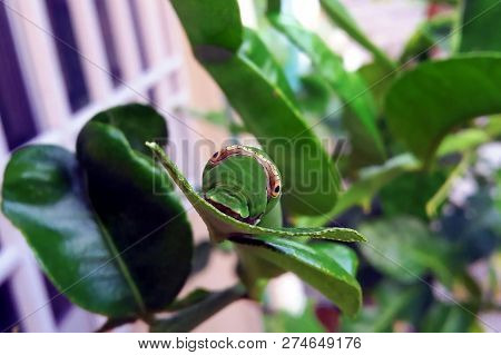 Butterfly Green Caterpillar With Big Fake Eyes Feeding On Tree Branch