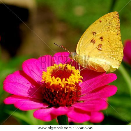 Cosmos-de-rosa flor e borboleta amarela