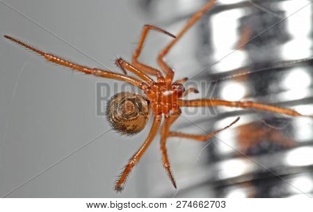Macro Photography Of Orange Spider On Web Isolated On Background, Selective Focus At Spinneret