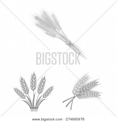 Vector Illustration Of Wheat And Stalk Sign. Set Of Wheat And Grain Stock Symbol For Web.