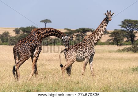 Male Masai Giraffe Bending To Sniff Female