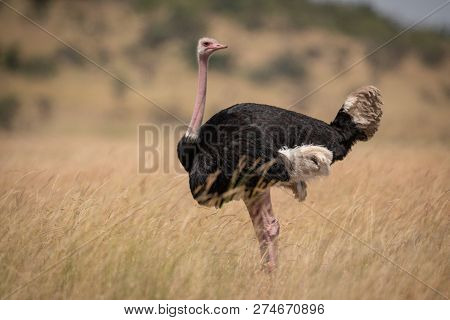 Male Ostrich In Long Grass Facing Right