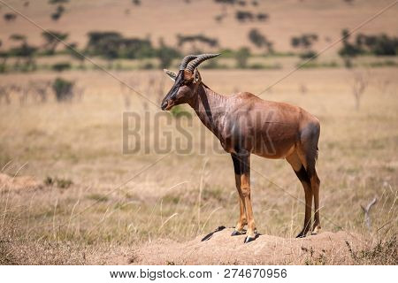 Male Topi Standing In Savannah On Mound