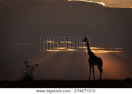 Masai Giraffe At Sunset Standing On Horizon
