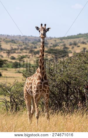 Masai Giraffe Among Whistling Thorns Facing Camera