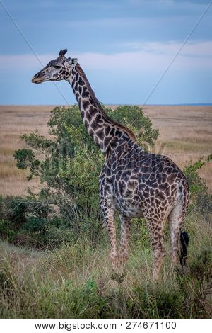 Masai Giraffe Standing In Grass By Tree