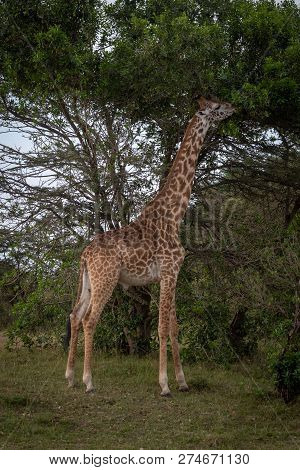 Masai Giraffe Stands Browsing Leaves Of Tree