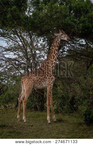 Masai Giraffe Stands By Tree Eyeing Camera