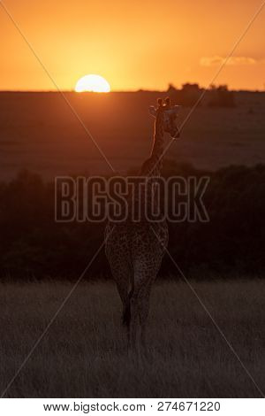 Masai Giraffe Walking Towards Sunset In Grass