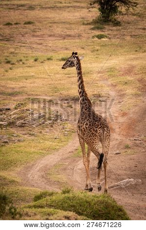 Masai Giraffe Walks Down Track On Savannah