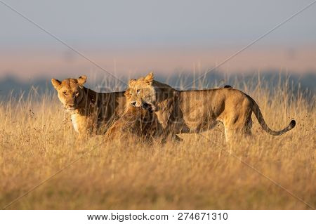 One Lioness Bites Another While Third Watches