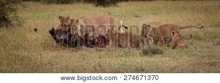 Panorama Of Lionesses Eating Wildebeest And Cubs