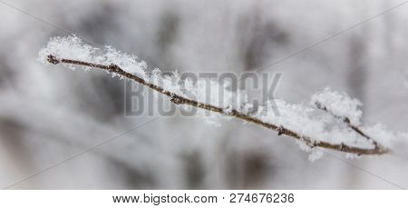 Branch Without Leaves Covered With Fluffy Snow
