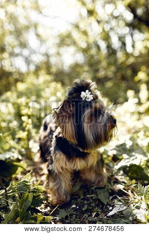 Yorkshire Terrier. Little Cute Dog On A Walk In The Park. Bright Background With Bokeh.
