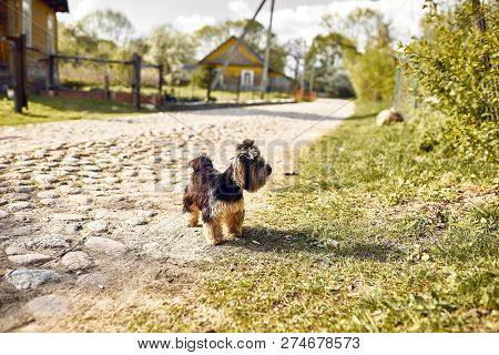 Yorkshire Terrier. Little Cute Dog On A Walk In The Park. Bright Background With Bokeh.