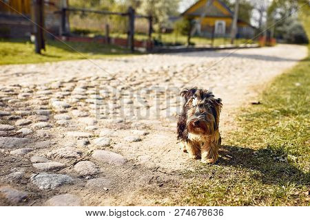 Yorkshire Terrier. Little Cute Dog On A Walk In The Park. Bright Background With Bokeh.
