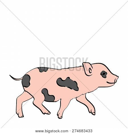 Isolated Object On White Background Pig Pet Mini Pig