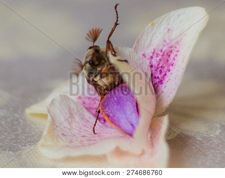 Spring Beetle On A Delicate Orchid Flower