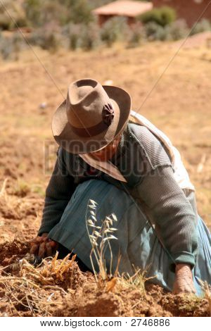 Potato Harvest In The Andes Of Peru