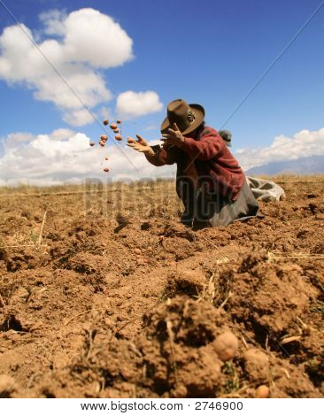 Potato Harvest In The Andes Of Peru