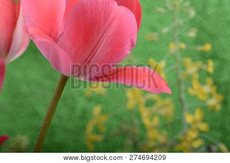 Spring Flowers Banner. Bunch Of Pink Tulip Flowers On Abstract Background. Close Up