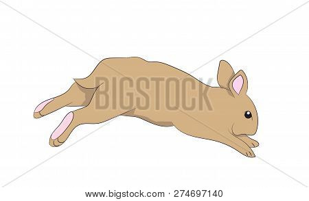 Vector Illustration White Hare Vector, White Background