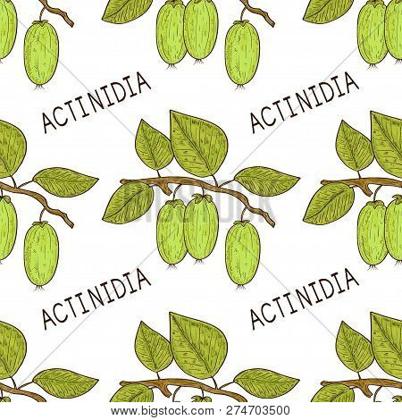 Actinidia. Kiwi. Fruit, Leaves, Branch. Sketch. Background, Wallpaper, Seamless. Color