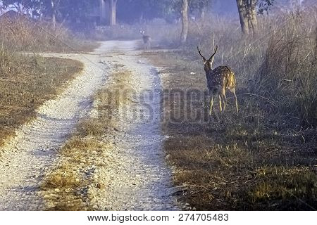 Young Chital Or Cheetal (axis Axis), Also Known As Spotted Deer Or Axis Deer Male Walking In The Fog