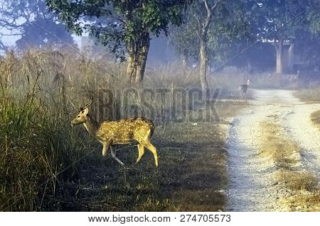Young Chital Or Cheetal (axis Axis), Also Known As Spotted Deer Or Axis Deer Male Walking In The Fog