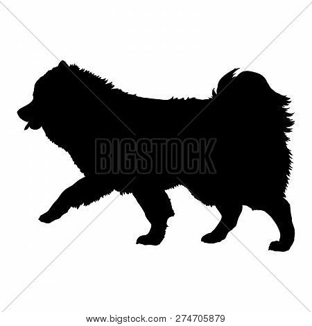 Volpino Italiano On A White Background. Silhouette. Vector Illustration