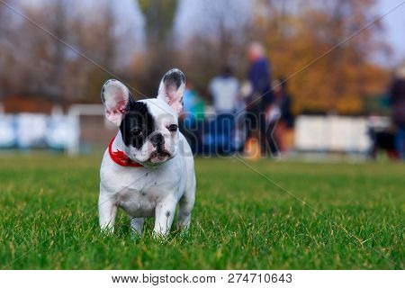 Puppy Breed French Bulldog Is Stand On Green Grass