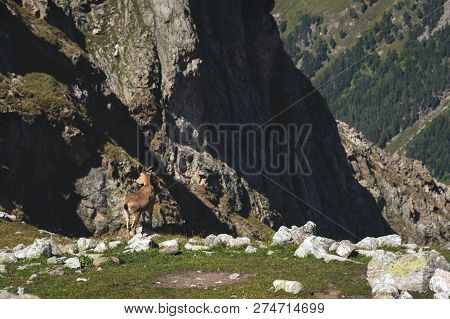 Horned Goat Male Alpine Capra Ibex On The High Rocks Stone In Dombay Mountains. North Caucasus. Russ
