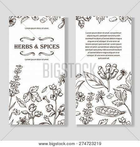 Banner Set With Hand Drawn Elements. Herbs And Spices In Sketch Style. Design For Tes, Cosmetics, He