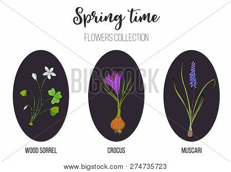 Spring Flowers Set Crocus, Muscari, Wood Sorrel. Hand Drawn Botanical Vector Illustration