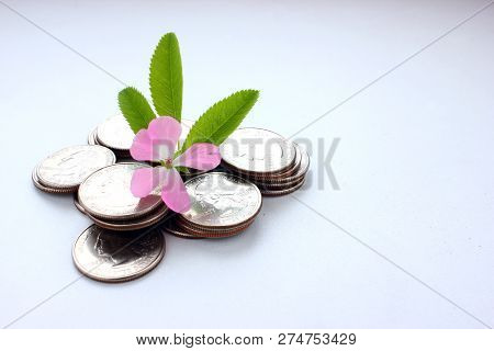 The Concept Of Money Growth, The Success And Prosperity Of Business As A Flower Growing At A Fast Pa