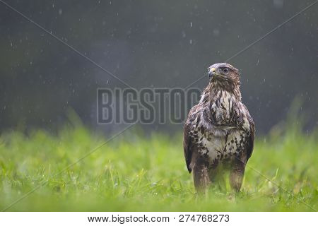 Common Buzard (buteo Buteo) In The Field.