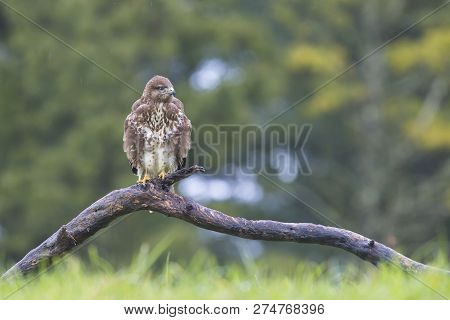Common Buzard (buteo Buteo) In The Field.