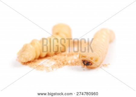Larva Bark Beetle (scolytinae). Larva Of Bark Beetles Legless Isolated On White Background.