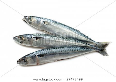 caballa en blanco