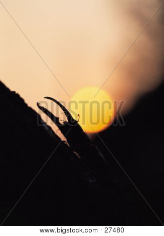 Hosszú szarvas bogár