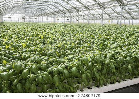 View Of The Hydroponics Style Of Cultivation Is Seen At A Farm. It Is A Subset Of Hydroculture Where