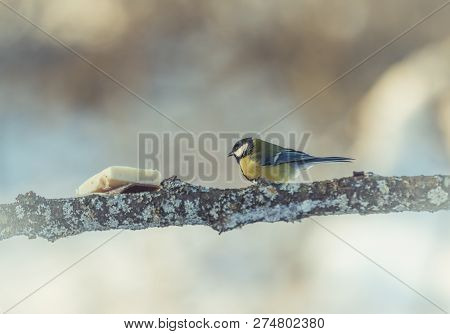 Great Tit Parus Major On A Tree In Winter