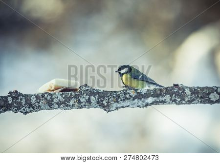 Great Tit Parus Major On A Tree In Winter